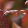 雨春色