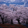 残雪に　映える桜の　懐かしき