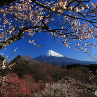 梅と富士