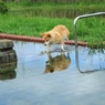 雨の後を