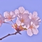 「桜が咲いたよ！」