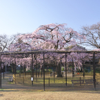 妙行寺の枝垂桜