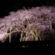 奥山田のしだれ桜2016