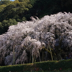 奥山田のしだれ桜　昼の顔