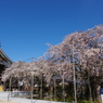 行福寺のしだれ桜