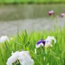 雨、はす