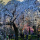 枝垂れ桜観光