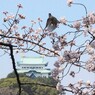 桜　名古屋城