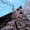 晴天の下に咲く枝垂れ桜