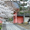 桜と赤門