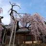 氷室神社のしだれ桜