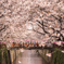 目黒川の桜たち