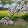 桜と菜の花