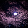 「宵桜の愁い」