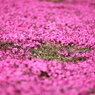 ピンクの絨毯
