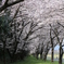 桜のトンネル