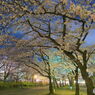 夜の桜道
