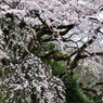 九品寺のしだれ桜