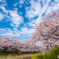 桜とちょっとの菜の花