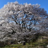 一本桜（無名）