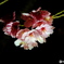 京都市植物園の桜　ライトアップ