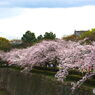 大阪城　空堀の桜