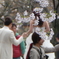 京都・新橋の桜と花嫁