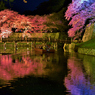 彦根城大手門夜桜