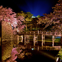 彦根城濠端桜