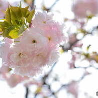 桜の通り抜け　桜