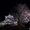 越前大野城　夜桜