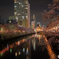 大岡川沿い夜桜散策 #12