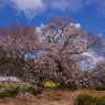 狩宿の下馬桜