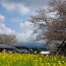 富士と桜と菜の花と