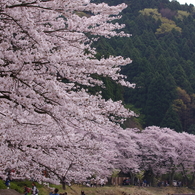 海津大崎の桜並木