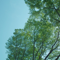 木と空