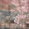 ちいさな桜… やさしい春…♡