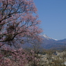 八ヶ岳南麓の桜２０１６