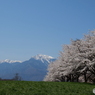 八ヶ岳南麓の桜２０１６