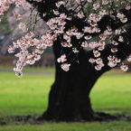 緑の草地と雨に濡れたソメイヨシノ