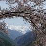 赤石岳、桜の縁取り