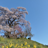 花巡り　其の四