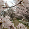 大阪の桜