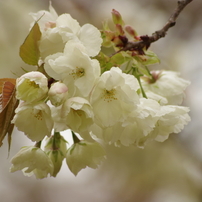 2016の桜・さくら・サクラ