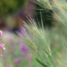 春風そよ風 心地良い風