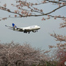 UNITED 747-400 「さくら」