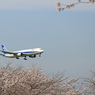 ANA 767-381 「さくら」