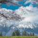 桜越しの岩手山