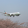 「桜」 Air Canada 787-8