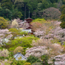 長谷寺の桜_03